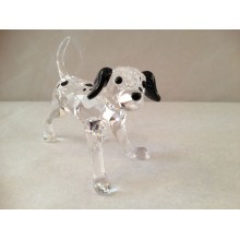 Dalmatian Puppy Standing